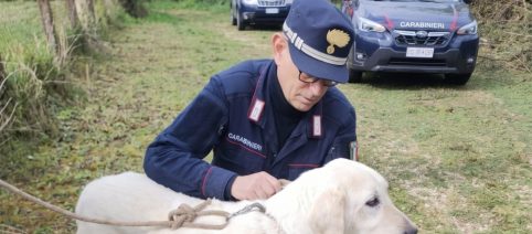 Roma, pastore tedesco ucciso a calci e pugni: denunciato 56enne