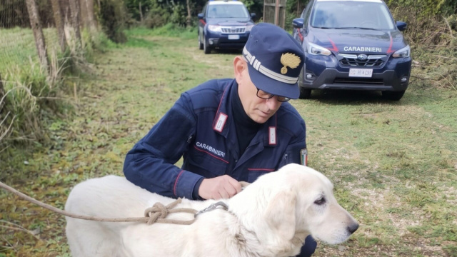 Palestrina - Aggredisce e uccide il proprio cane: denunciato ... &copy; Creative Commons