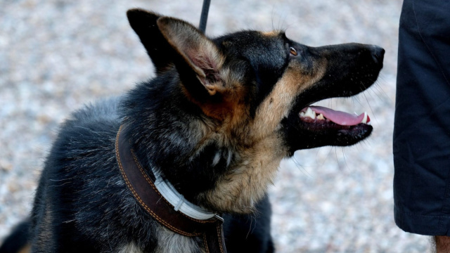 Palestrina, pastore tedesco al guinzaglio ucciso a calci ... &copy; Creative Commons