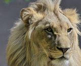 Oroscopo segno del Leone &copy; Pixabay