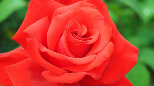 Rosa rossa sbocciata &copy; Pixabay