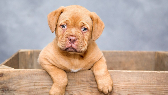 Cucciolo di cane (foto da Pixabay).