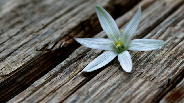 Fiore bianco in primo piano su un legno-&copy;Pexels