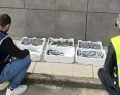 Crotone, sequestrati 28 kg di prodotti ittici senza tracciabilità: ambulante multato