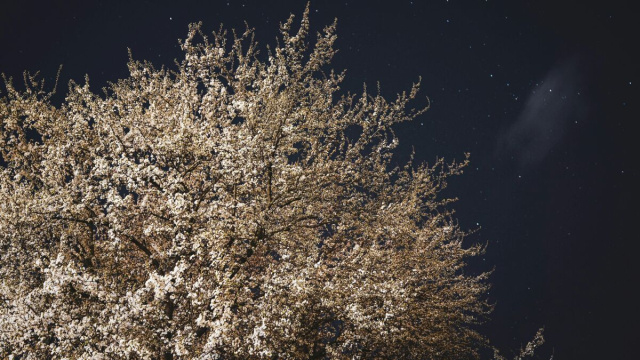 Albero con fiori bianchi-&copy; Pexels