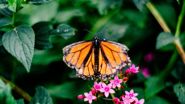 Farfalla poggiata su un fiore (&copy;pixabay.com)