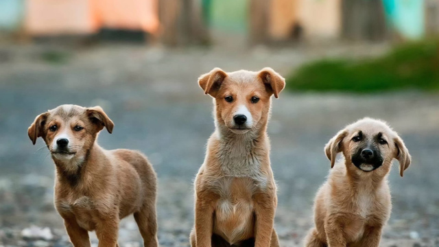 Il caso del sindaco di Camini Giuseppe Alfarano: &laquo;Troppi cani ... &copy; Creative Commons