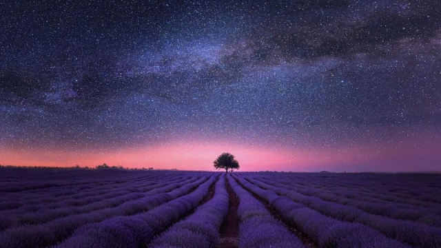 Campo di lavanda sotto le stelle - pixabay.com