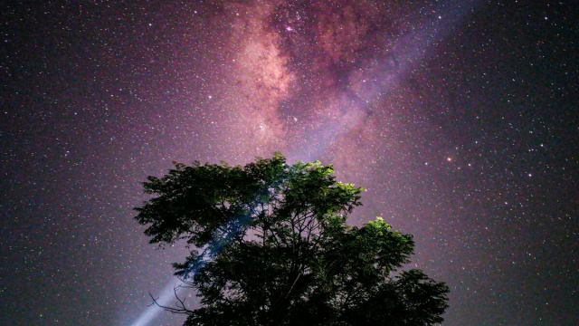 Cielo stellato con albero- &copy;Pexels