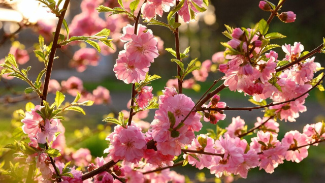 Ramo d'albero in fiore (&copy;pixabay.com)