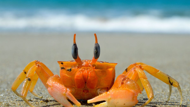 Oroscopo segno del Cancro &copy; Pixabay