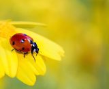 Coccinella poggiata su un fiore (&copy;pixabay.com)