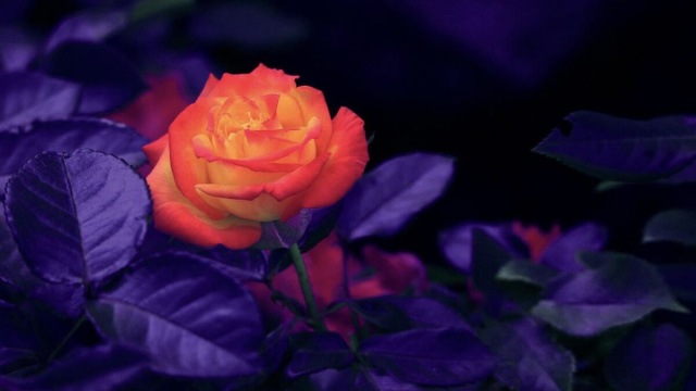 Rosa arancione che brilla con foglie viola - pixabay.com