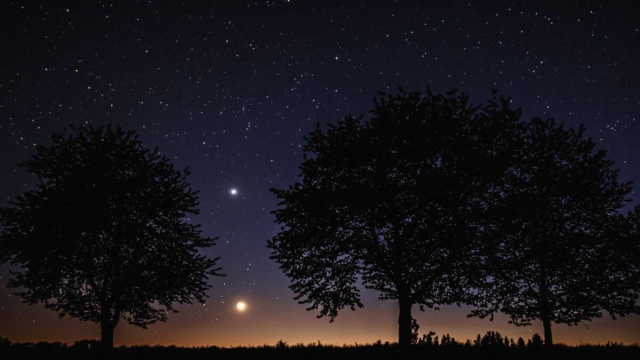 Alberi sotto le stelle - pixabay.com