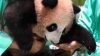 Rio, il primo panda gigante nato in Indonesia, si prepara al debutto pubblico