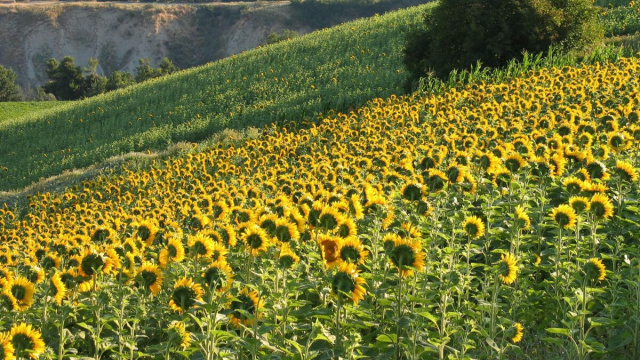 Campo pieno di girasoli- &copy; Pexels