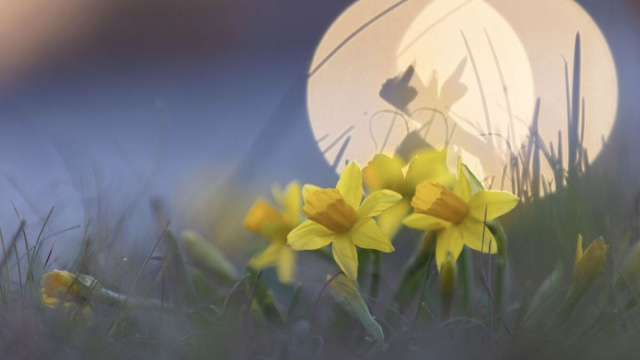 Fiori gialli sotto la luna - pixabay.com