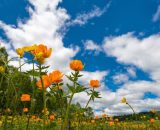 Fiori del mese di giugno &copy; Pixabay