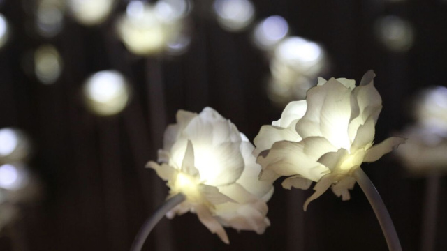 Fiori luminosi bianchi - pixabay.com