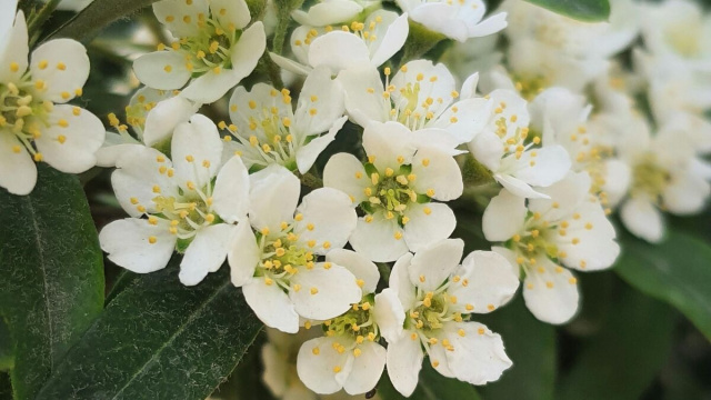 Fiori bianchi in primo piano- &copy; Pexels