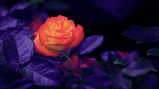 Rosa arancione con foglie viola - pixabay.com