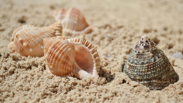 Delle conchiglie sulla sabbia (&copy;pixabay.com)