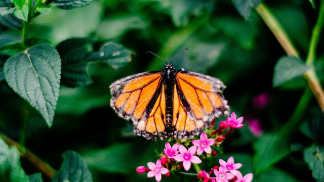 Farfalla poggiata su un fiore (&copy;pixabay.com)