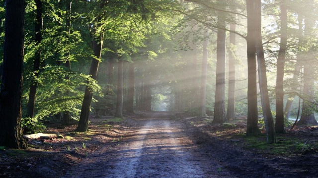 Sentiero tra gli alberi (&copy;pixabay.com)