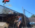 Scisciano: scoperto canile abusivo, otto cani maltrattati in gabbie sporche