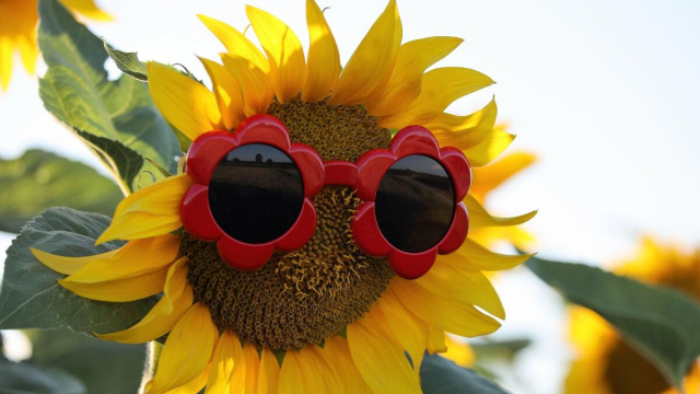 Girasole con occhiali &copy; Immagine di Pixabay