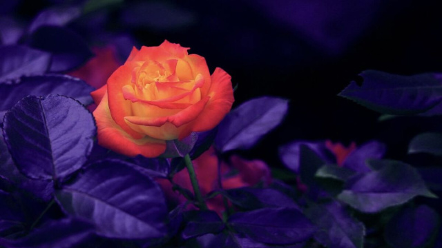 Rosa arancione brillante con foglie viola - pixabay.com