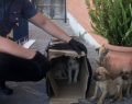 Carabinieri salvano cinque cuccioli abbandonati in uno scatolone nell'Avellinese