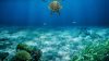 Italian Turtle Day 2026: nove tartarughe tornano nel Mediterraneo