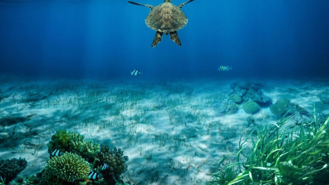 S&igrave;, le tartarughe marine sono considerate specie a rischio, e alcune popolazioni sono in reale pericolo di estinzione.