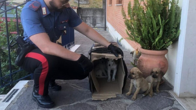 Un carabiniere con i cinque cuccioli - foto Carabinieri.