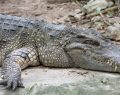 Bambino finisce nel recinto dei coccodrilli in uno zoo nel Cambridgeshire