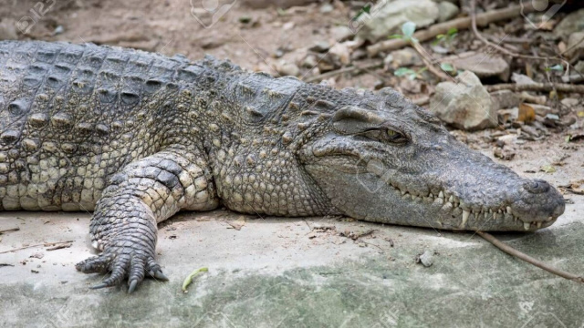 bimbo finisce nel recinto dei coccodrilli in uno zoo nel Cambridgeshire