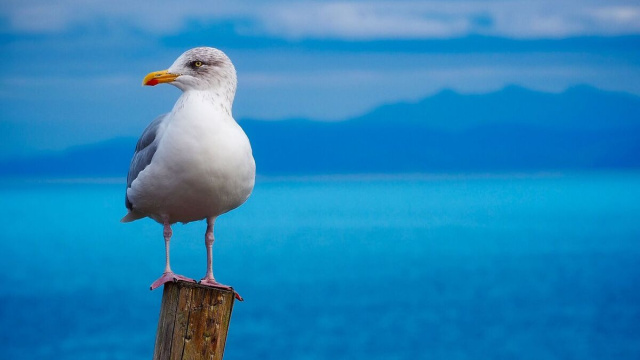 Oroscopo, gabbiano in piedi su un palo, con il mare sullo sfondo &copy; Pixabay
