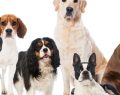 Classifica 2026: le razze di cane più amate dagli italiani: dal setter al bassotto