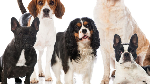 Le razze di cani pi&ugrave; amate dagli Italiani