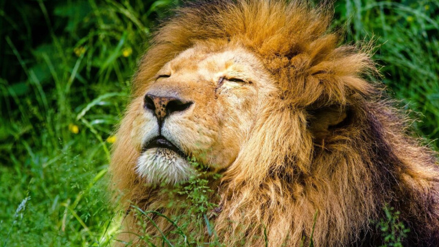 Oroscopo segno del Leone &copy; Pixabay