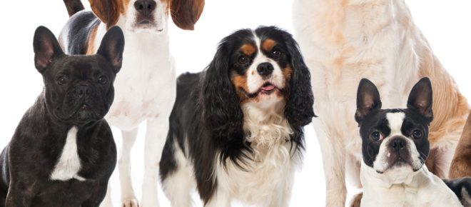 Classifica 2026: le razze di cane pi&ugrave; amate dagli italiani: dal setter al bassotto