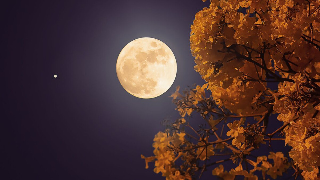 Luna Piena con albero di fiori - &copy;Pexels
