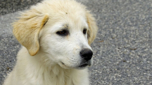 Un cucciolo di cane, foto da pxhere.