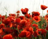 Campo di tulipani rossi &copy; Pixabay.