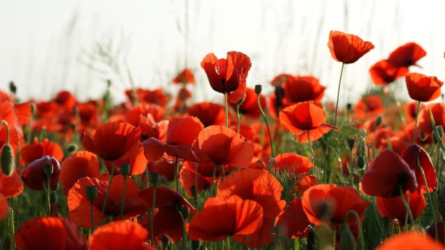 Campo di tulipani rossi &copy; Pixabay.