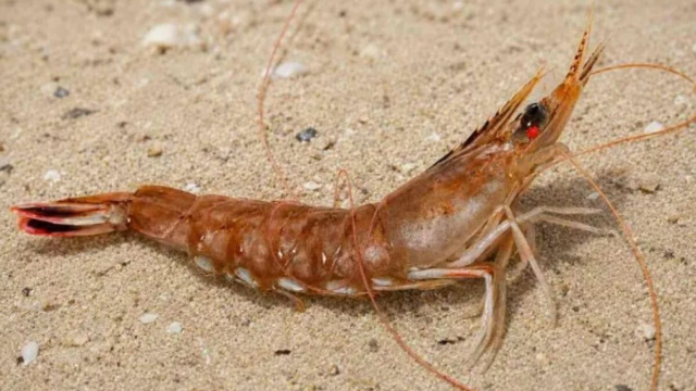 il Trachysalambria palaestinensis