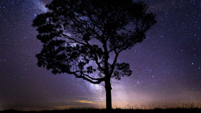 Albero sono un cielo notturno - pixabay.com