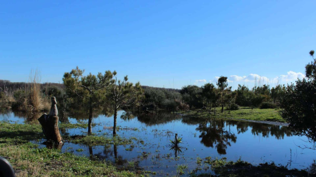 Non chiamatela Pineta": il Bosco Mediterraneo &egrave; il volto della ... &copy; Creative Commons