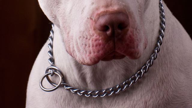 File:White Pitbull.jpg - Wikiquote &copy; Creative Commons